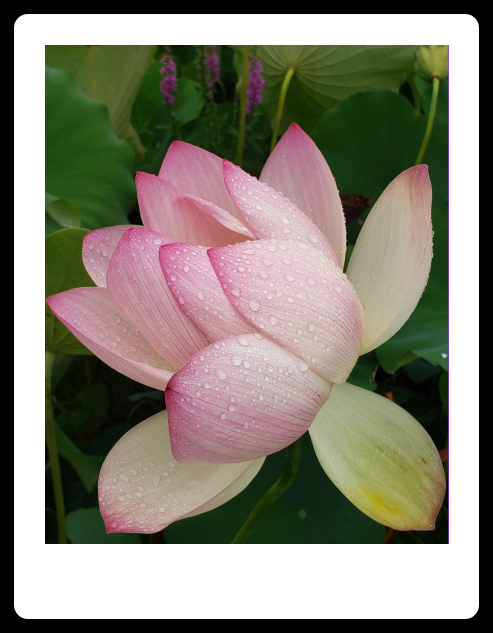 Birthday Bodhisattva